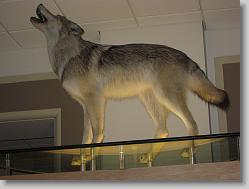 Museum of Natural History, Smithsonian
