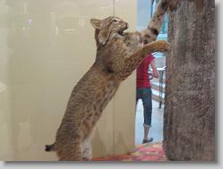 Museum of Natural History, Smithsonian