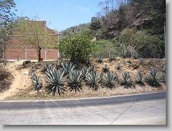 Agave plant [grows for 7 years] to make tequila.