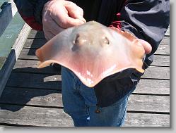 A man caught a ray from the pier.