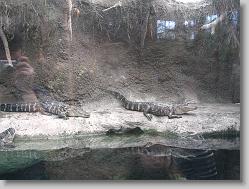 Alligator exhibit.