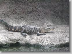 NC Alligator.