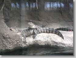 Alligators hanging out.