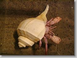 Crab in conch shell.