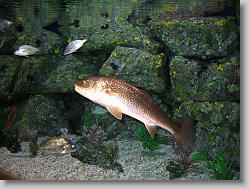 Huge fish.