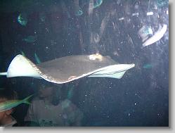 Stingrays.