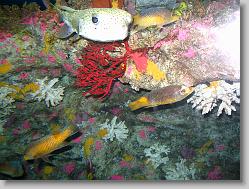 Puffer and wrasse.