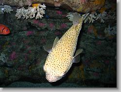 Puffer.