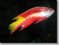 Pretty wrasse.