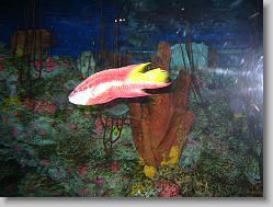 Wrasse.