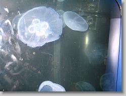 Jellies.