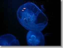 Jellyfish.