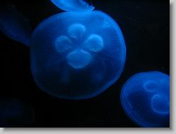 Jellyfish.