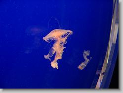 Jellyfish.