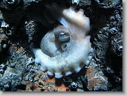 Squid.