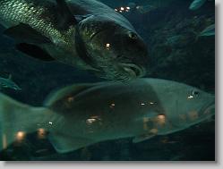 Some very large fish.