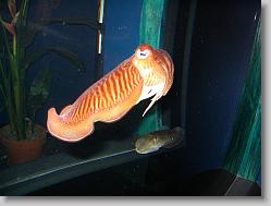 Squid.
