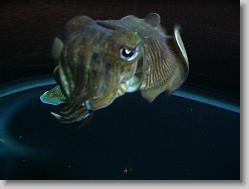 Squid.