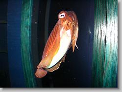 Squid.