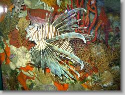 Lionfish.