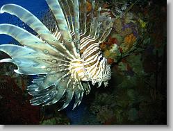 Lionfish.