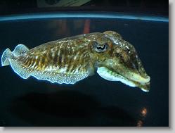 Squid.