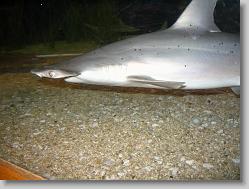 Shark.