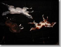 Horses in the rafters.