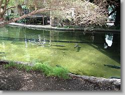 Fish in rivers in the Delta Island atrium.
