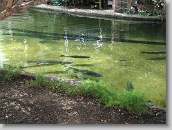 Fish in rivers in the Delta Island atrium.
