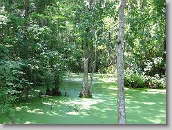 Silver Springs swamp