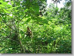 monkeys!