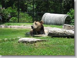 bears!