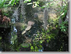 gators everywhere