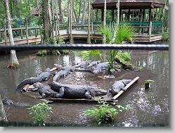 Gator party