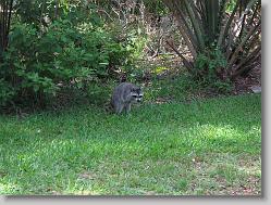 Racoon!