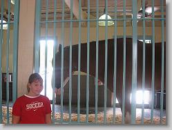 Ciara and Budweiser clydesdale.
