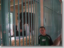Joshua and Budweiser Clydesdale.