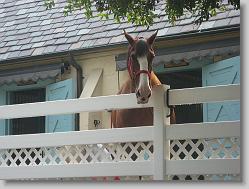One of the famous Budweiser clydesdales.