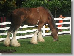 Famous Budwesier clydesdale horse.  They are big!