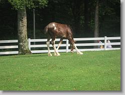 'Baby' clydesdale horse at Busch Gardens.