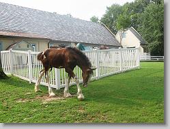 Another infant clydesdale.