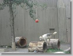 Wolf Show.  These were trained wolves!