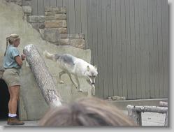 Wolf show.