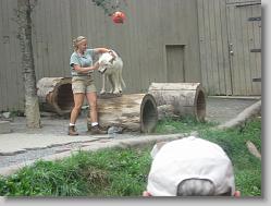 Wolf Show.