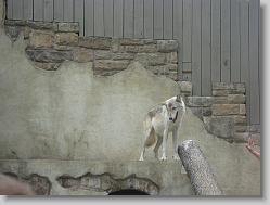 Wolf posing.