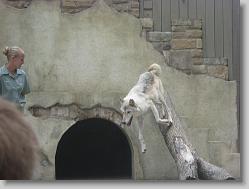 Wolf show.