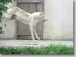Pretty wolf.