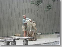 Wolf show.