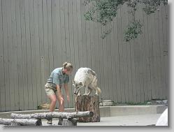 Training the wolves.